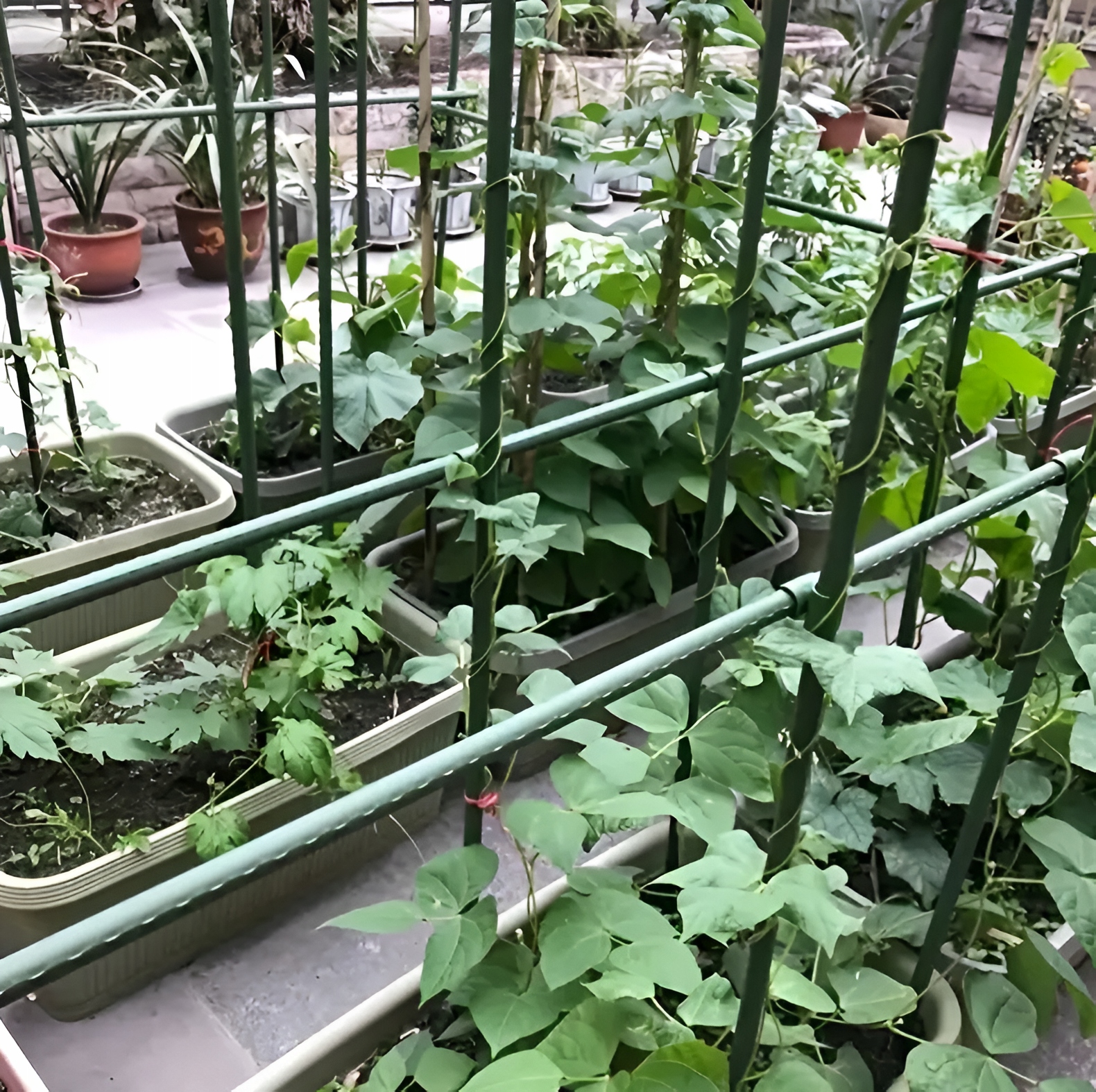 - ab19e0534bd0b65a3974cb916048jpg - strefamarki Tyczki do Roślin Powlekana Podpora Pomidorów Paliki Kwiatów 120CM 10szt